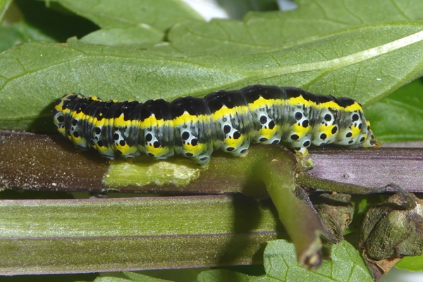 Cucullia (Shargacucullia) scrophulariphaga, Noctuidae